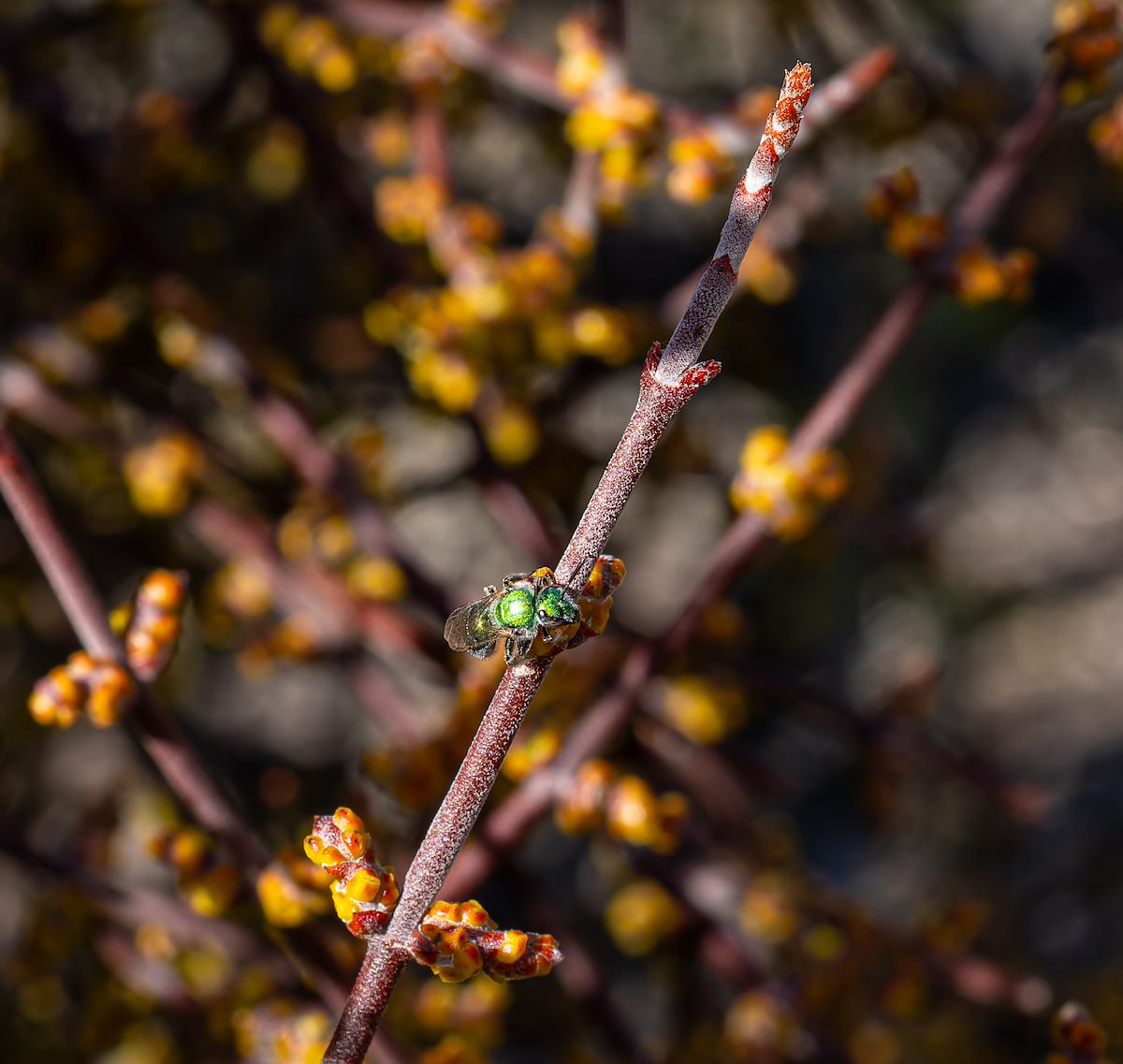 2024 January Mistletoe with Green Insect