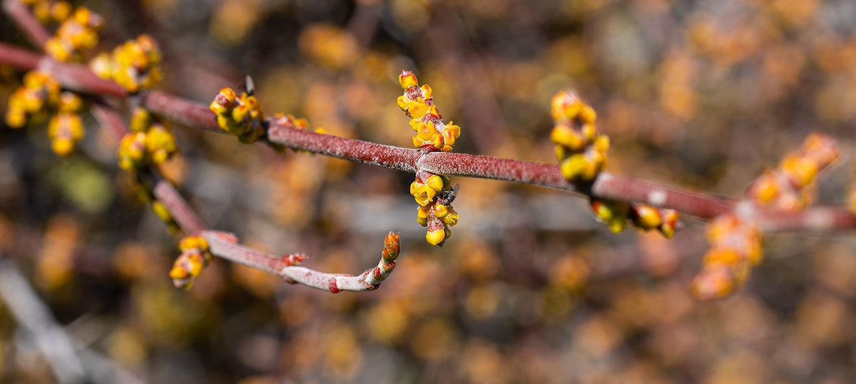 2024 January Mistletoe