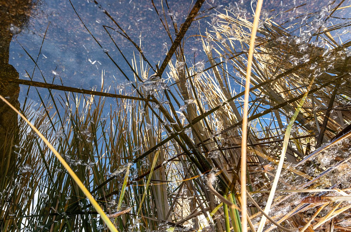 2024 January Reflected Cattails