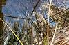 2024 January Reflected Cattails