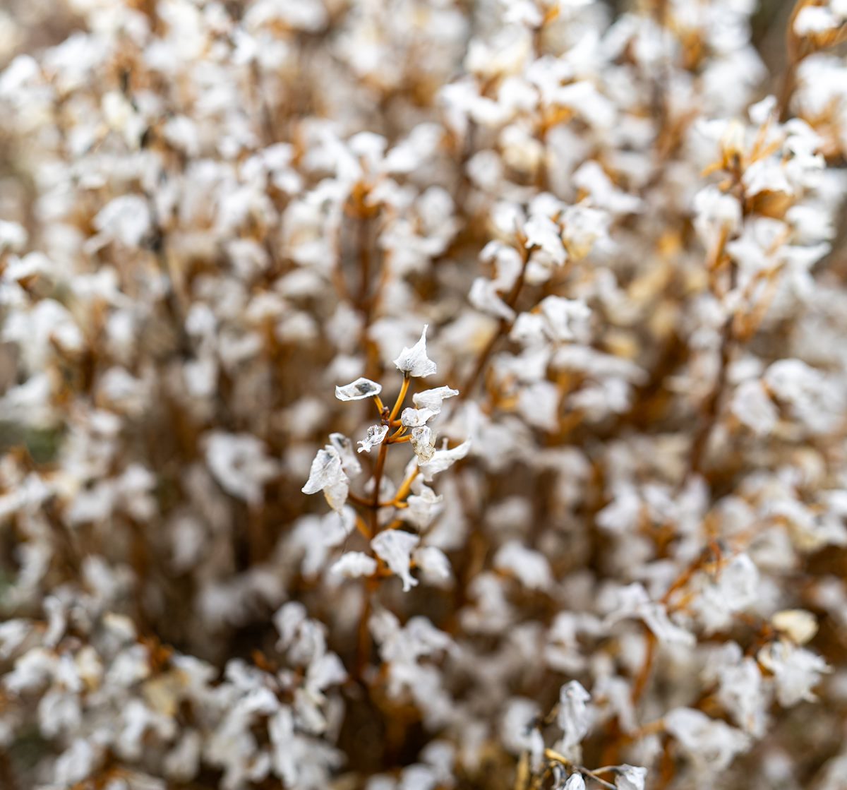 2024 January Winter Flowers