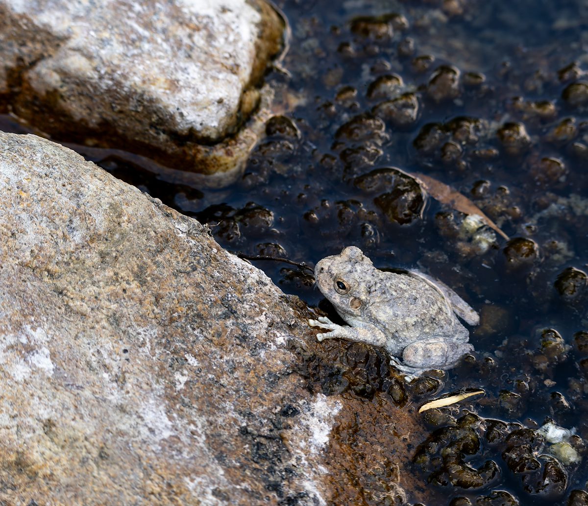 2024 June Canyon Tree Frog