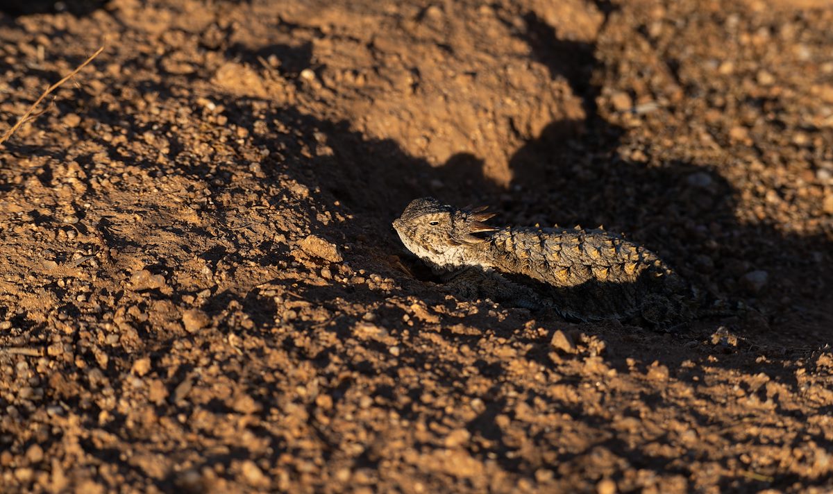 2024 June Horned Lizard near the Arizona Trail