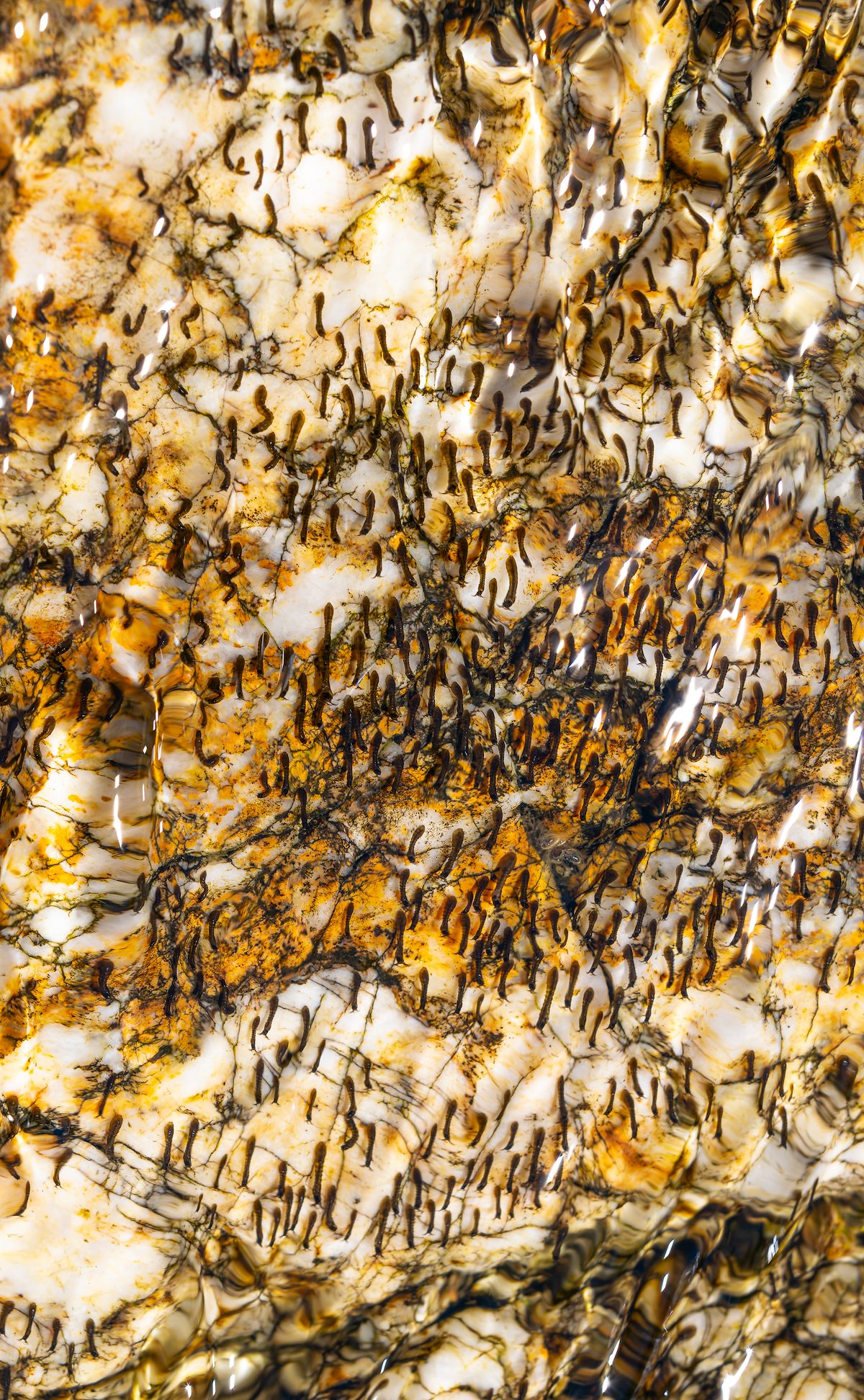 2024 March Blackfly Larvae