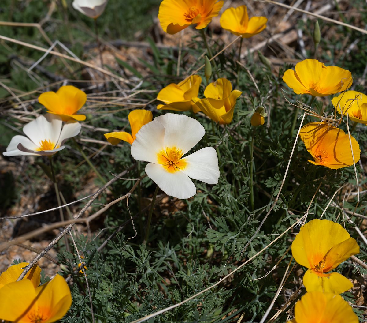 2024 March Poppies along the Quantrell Mine Trail