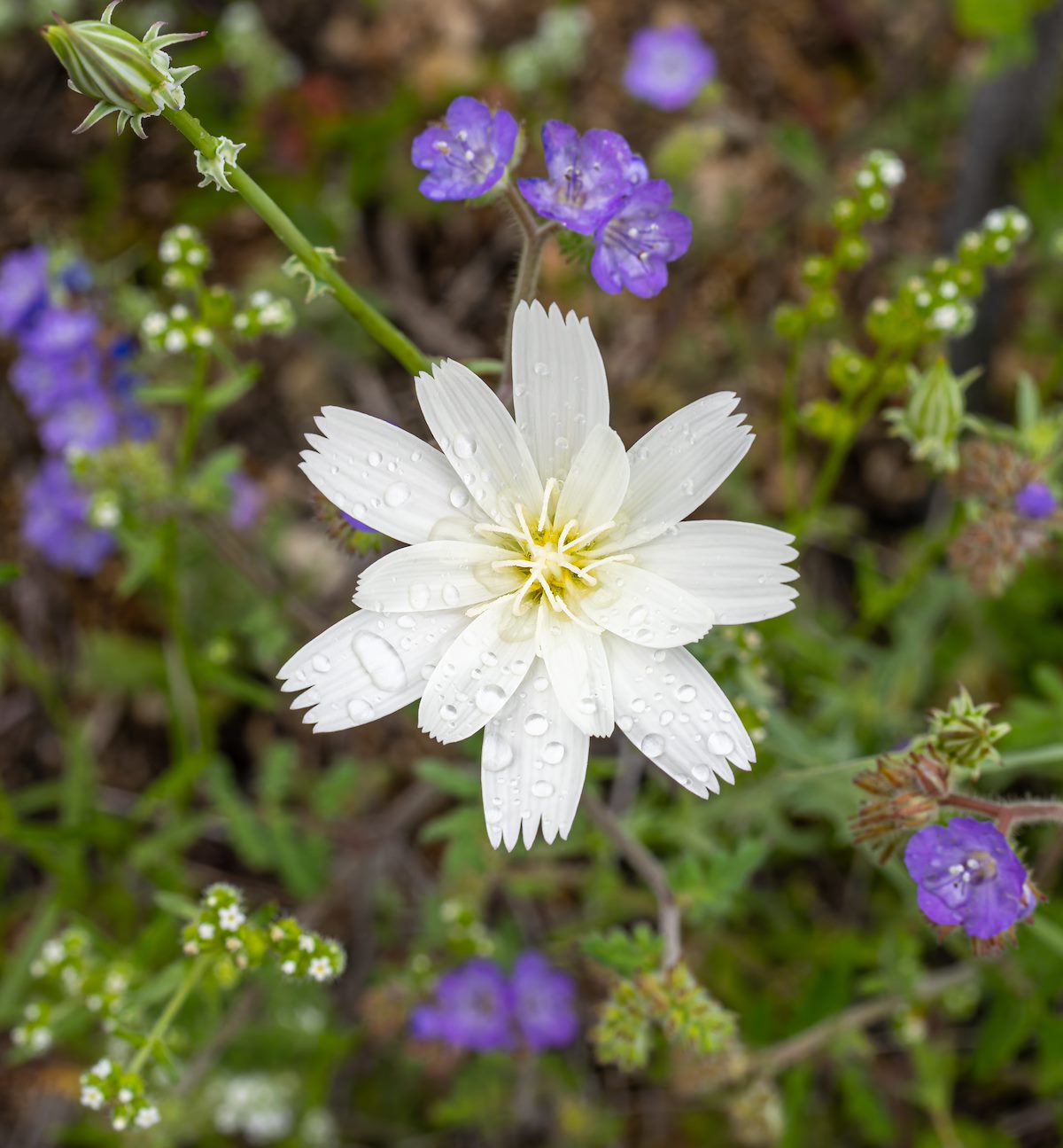 2024 March Rainy Day Chicory and Phacelia 01