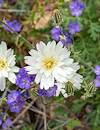 2024 March Rainy Day Chicory and Phacelia 02