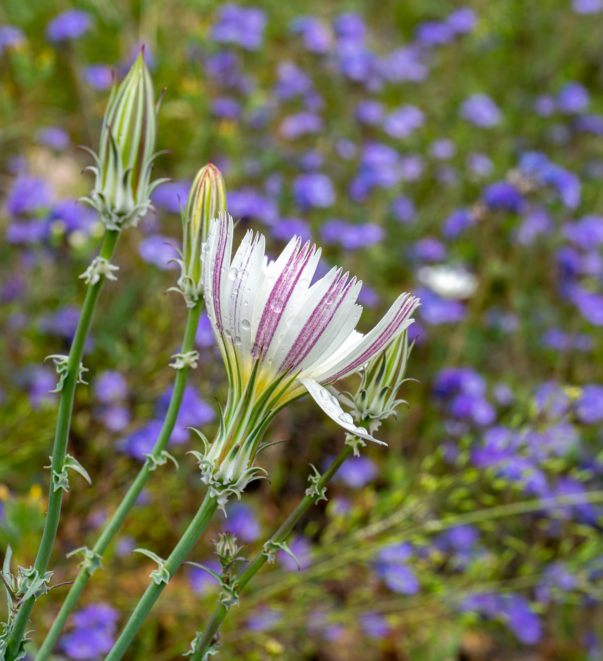 2024 March Rainy Day Chicory and Phacelia 03