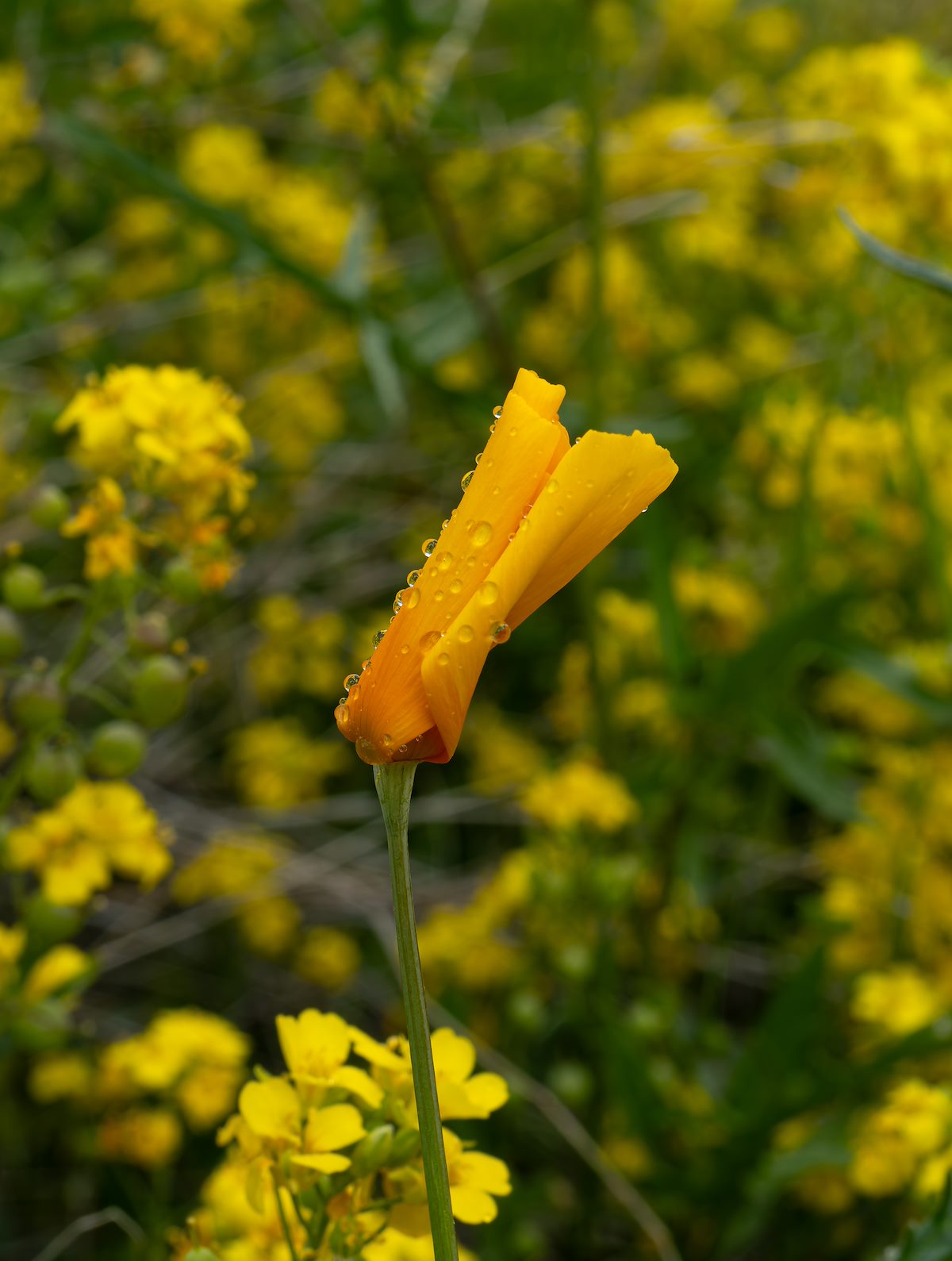 2024 March Rainy Day Poppy 04