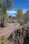 2024 March Shallow Water, Sand and Cottonwoods