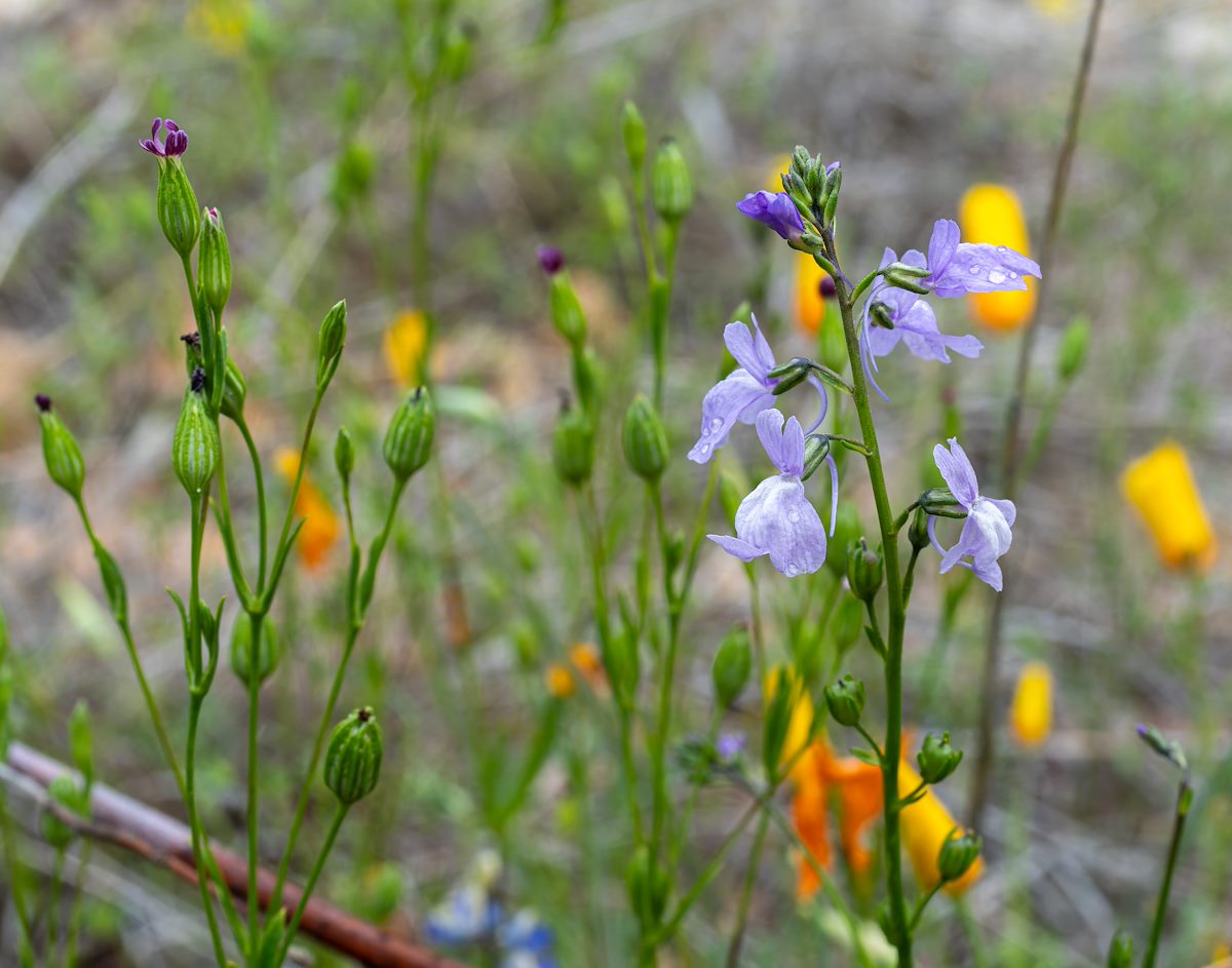 2024 March Toadflax