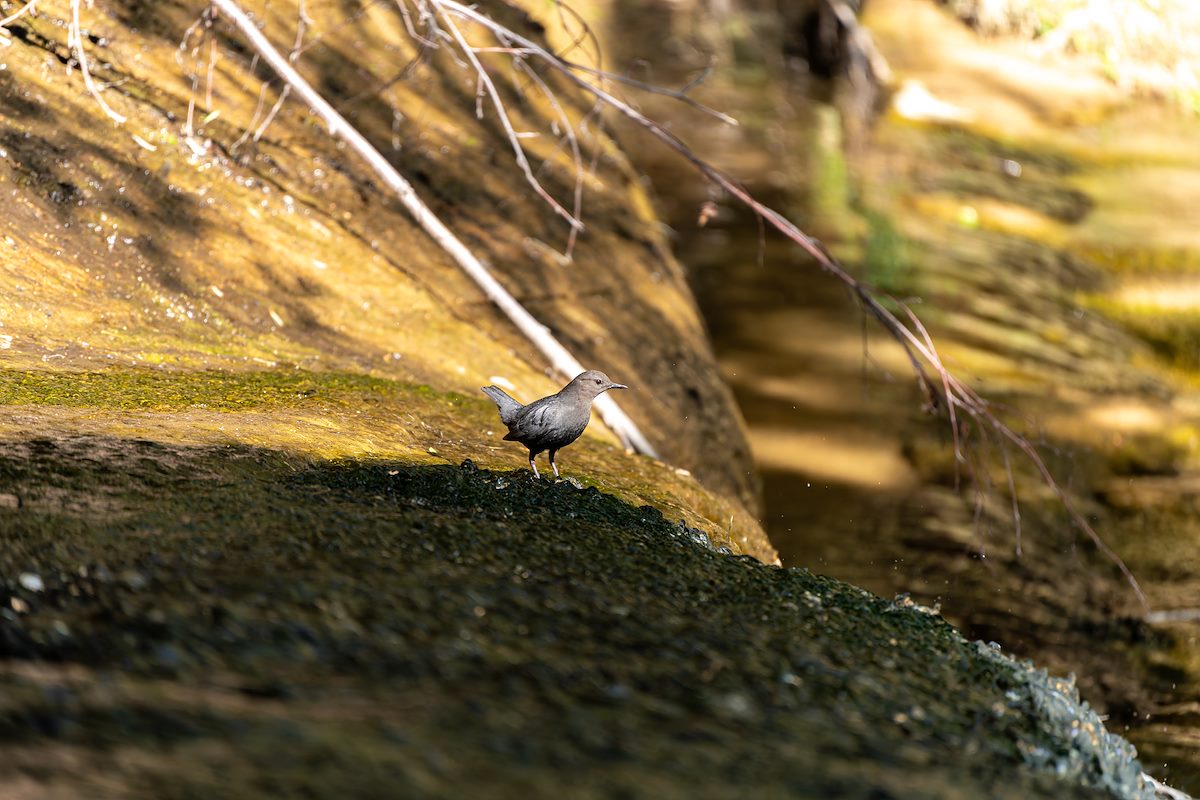 2024 May American Dipper