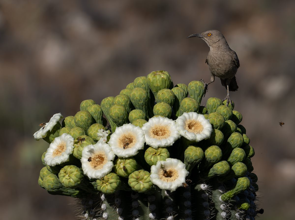 2024 May Curve-billed Thrasher and Saguaro 03