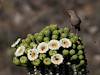 2024 May Curve-billed Thrasher and Saguaro 03