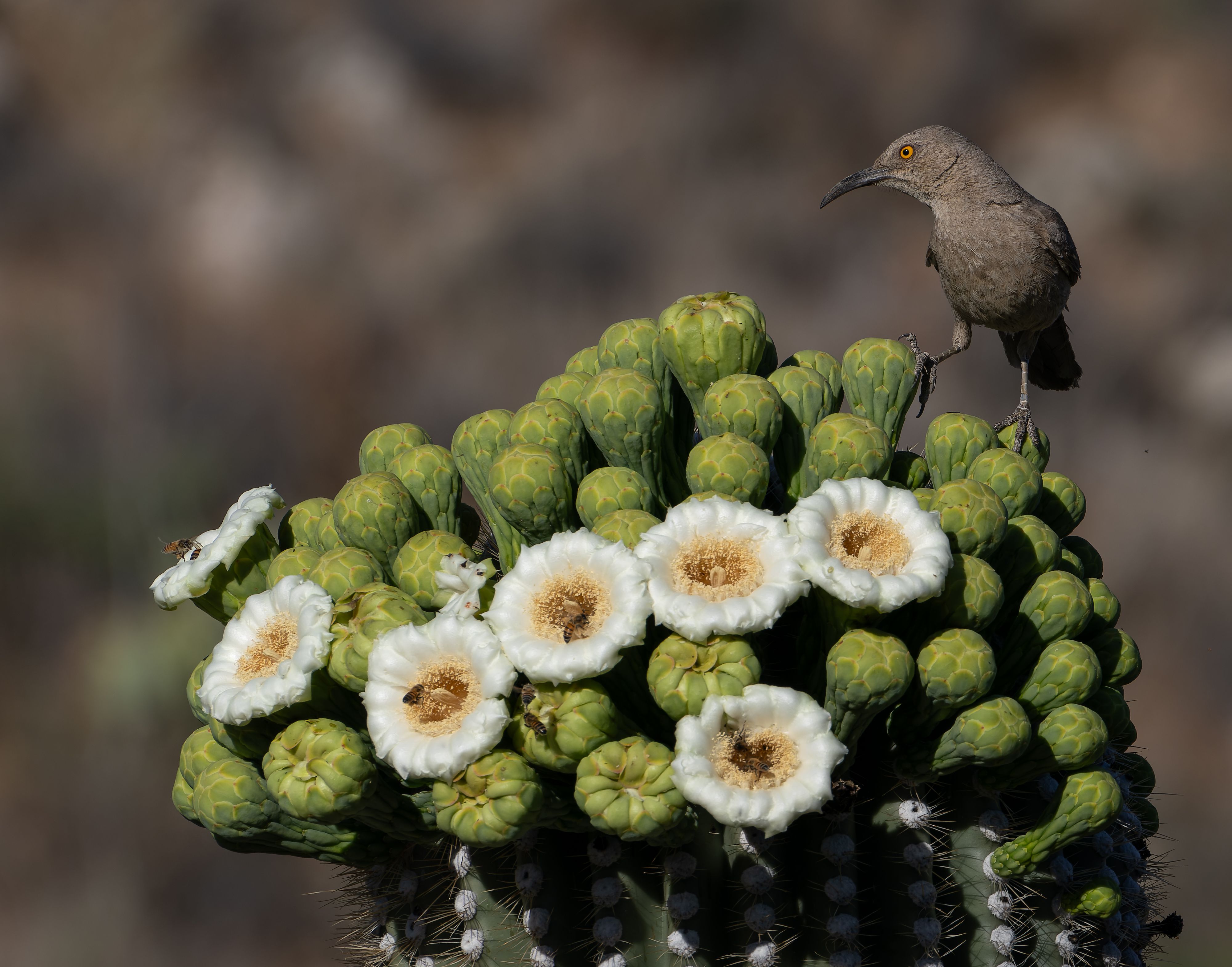 2024 May Curve-billed Thrasher and Saguaro 04