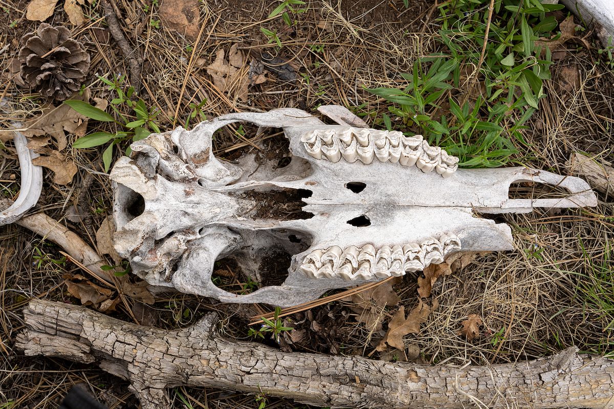 2024 May Elk Skull