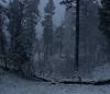 2024 May Grand Canyon Rim Forest during a May Snow Storm