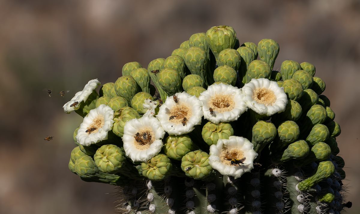 2024 May Saguaro Flowers and Bees 01