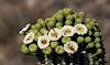 2024 May Saguaro Flowers and Bees 01