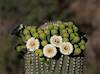 2024 May Saguaro Flowers and Bees 02