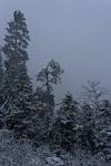 2024 May Tree on the Rim in a May Snow Storm