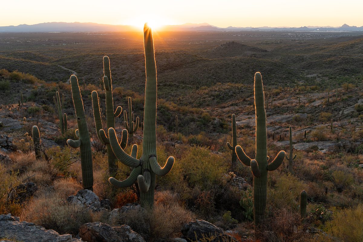 2024 November 2024 Saguaros Below the Ridge View Trail