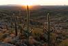 2024 November 2024 Saguaros Below the Ridge View Trail