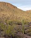 2024 November Deer and Saguaro