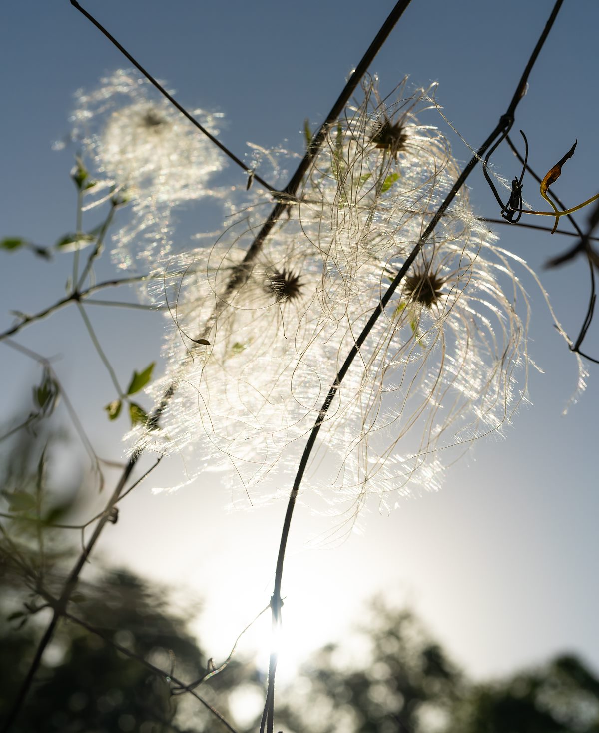 2024 October Old Man's Beard