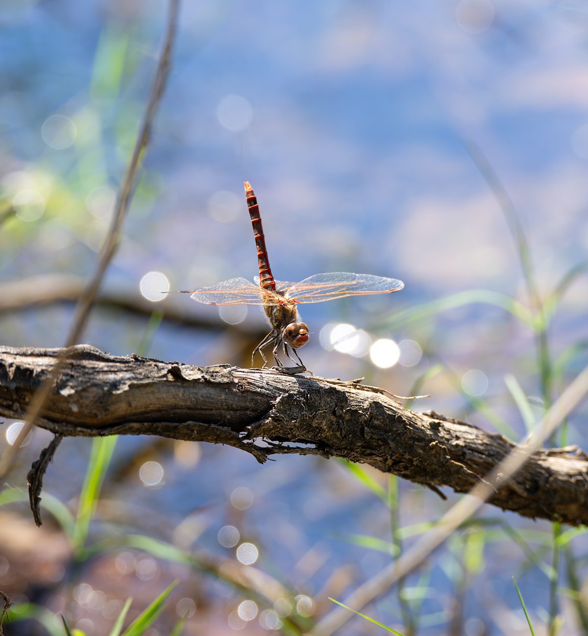 2024 September Dragonfly