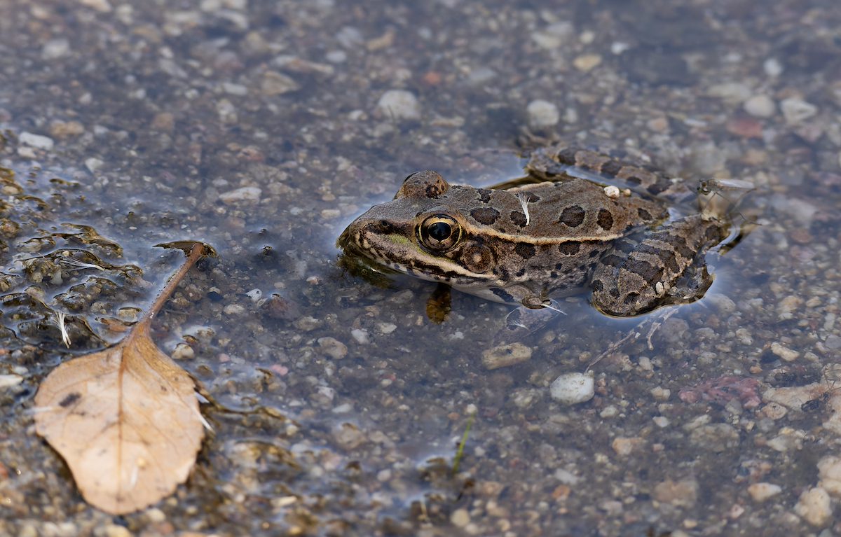 2024 September Leopard Frog in Rincon Creek 01