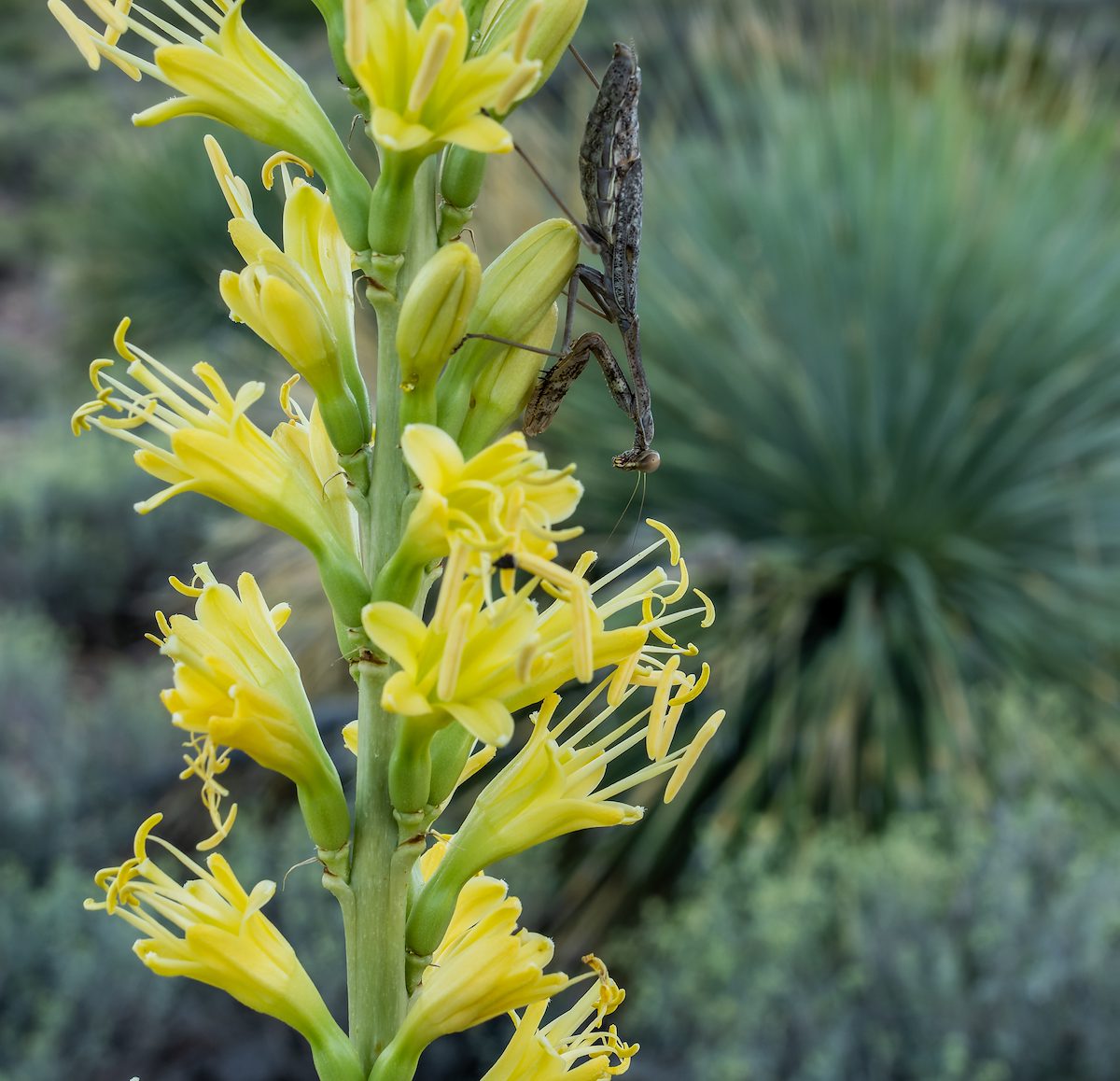 2024 September Preying Mantis