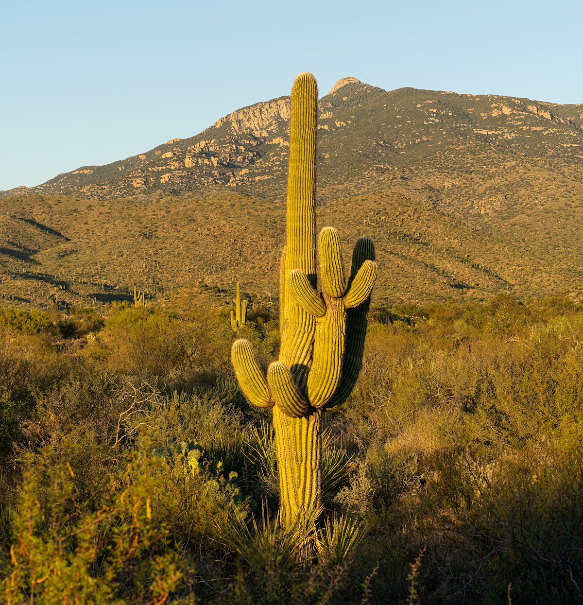 2024 September Saguaro and Rincon Peak