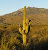 2024 September Saguaro and Rincon Peak