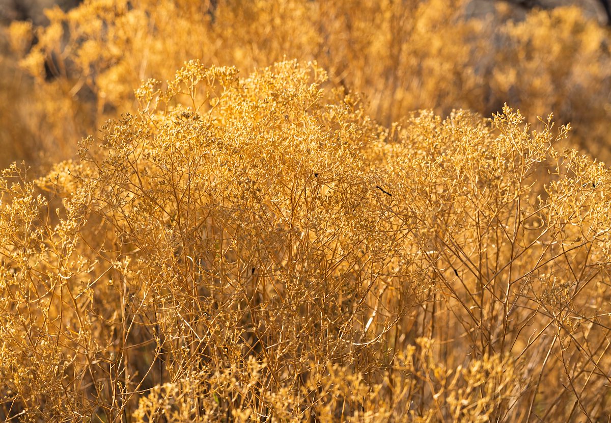 2025 April Desert Color