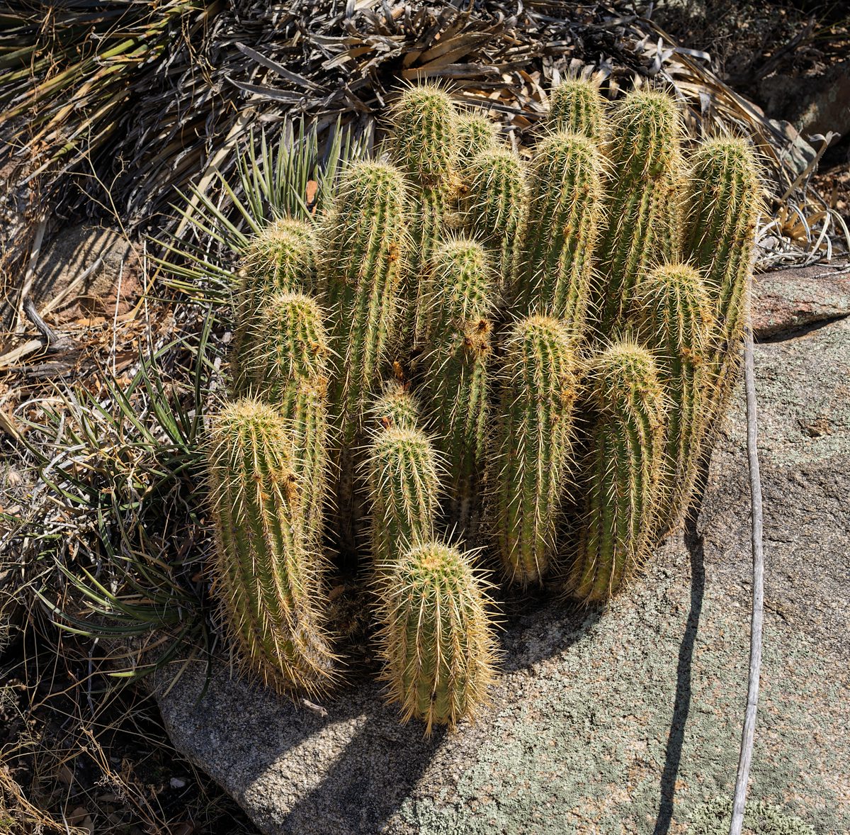 2025 April Echinocereus ledingii