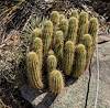 2025 April Echinocereus ledingii