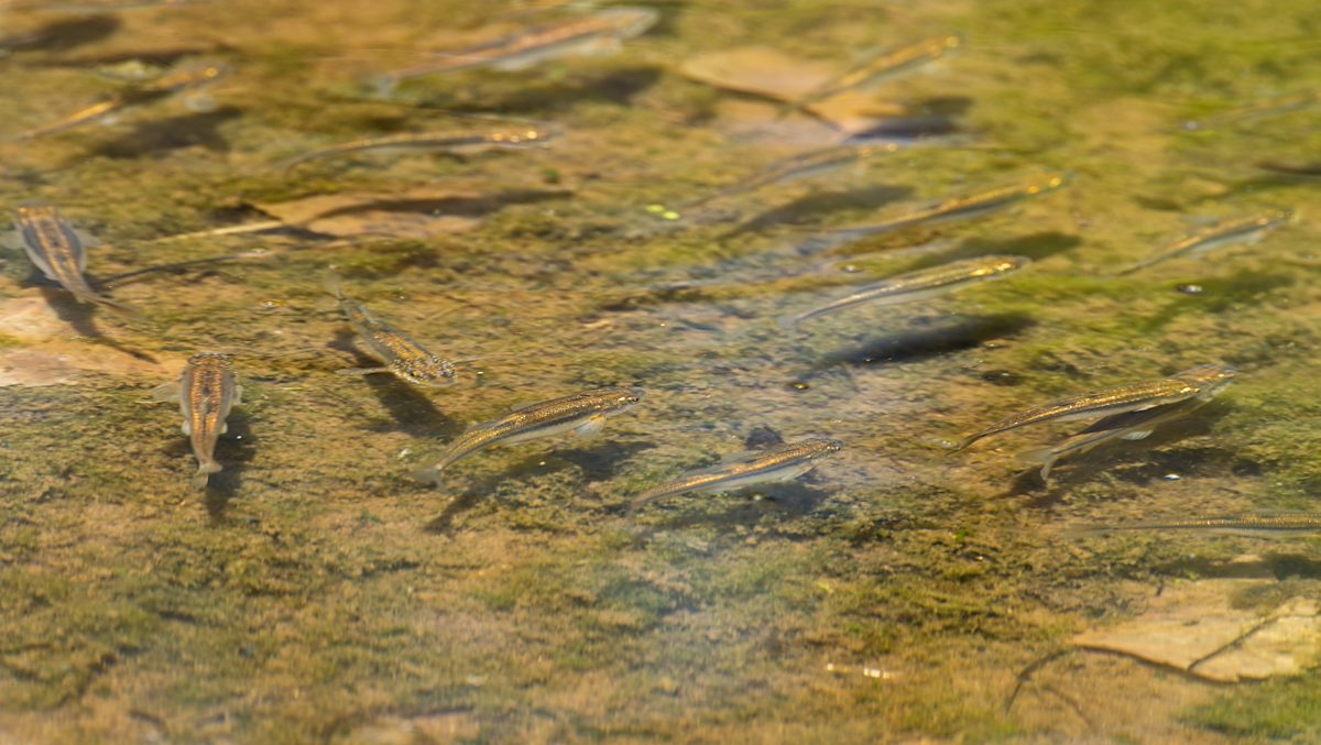 2025 April Fish in Cienega Creek