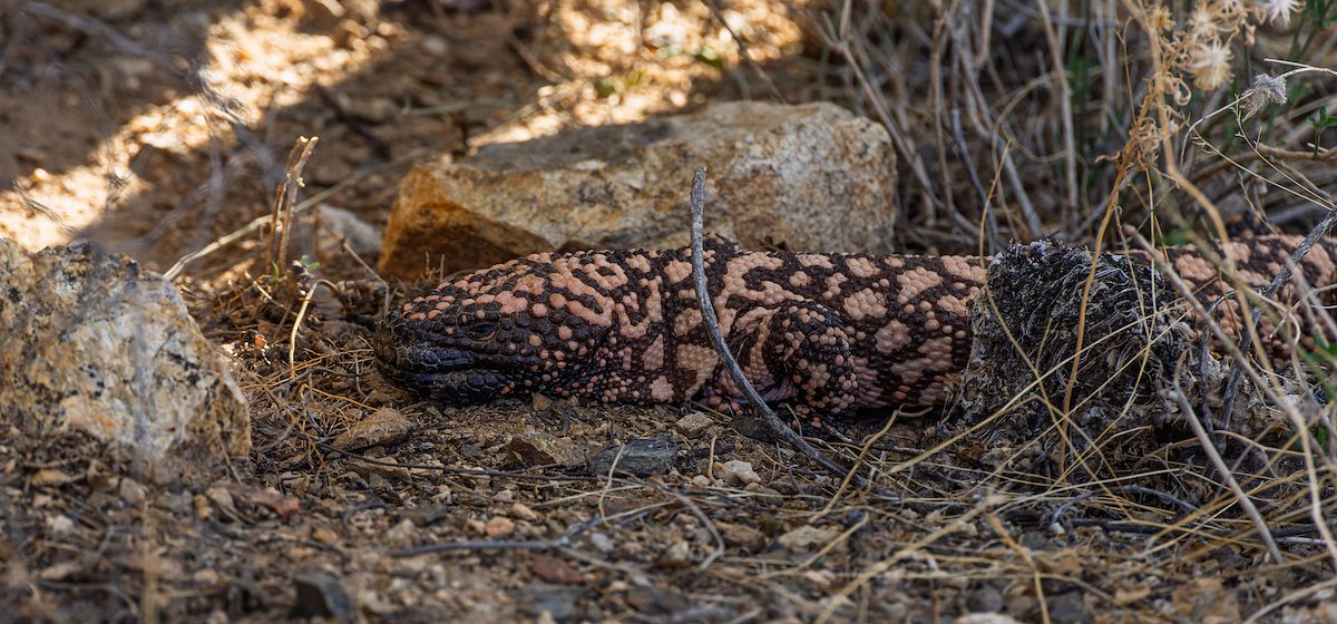2025 April Gila Monster
