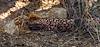 2025 April Gila Monster
