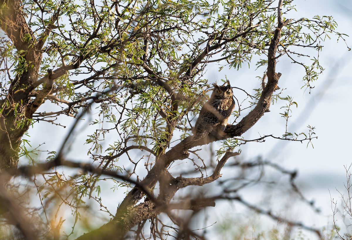 2025 April Great Horned Owl