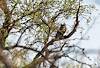 2025 April Great Horned Owl