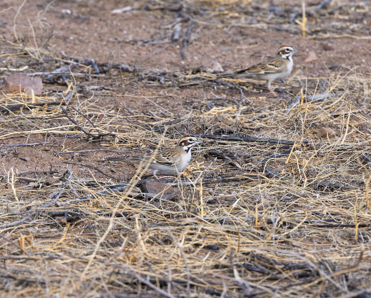 2025 April Lark Sparrows