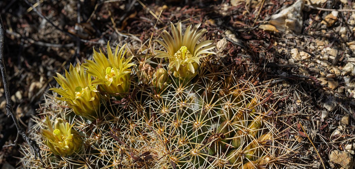 2025 April Macdougal’s Nipple Cactus Flowers 01