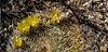 2025 April Macdougal’s Nipple Cactus Flowers 01