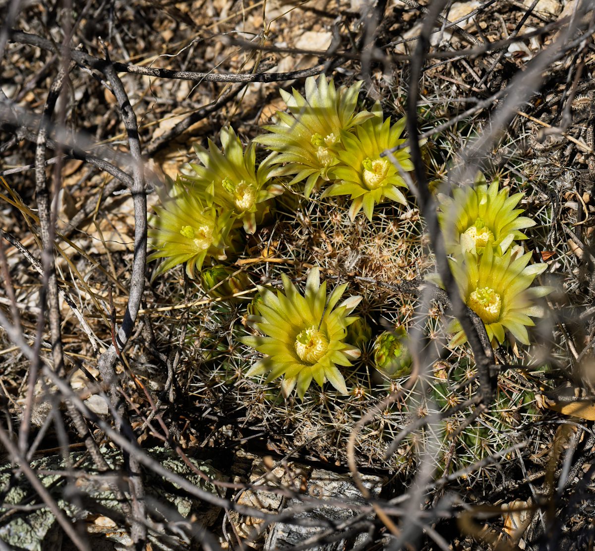 2025 April Macdougal’s Nipple Cactus Flowers 02