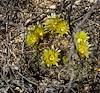 2025 April Macdougal’s Nipple Cactus Flowers 02