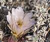 2025 April Needle Spine Cactus Flower 01