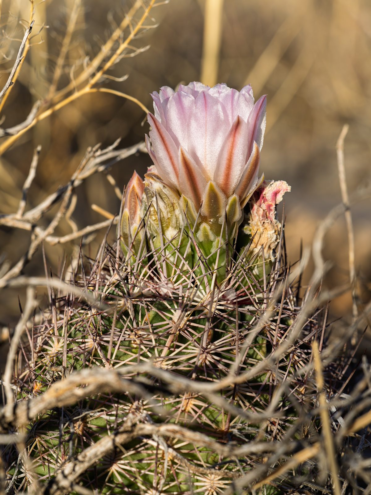 2025 April Needle Spine Cactus Flower 02