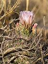 2025 April Needle Spine Cactus Flower 02